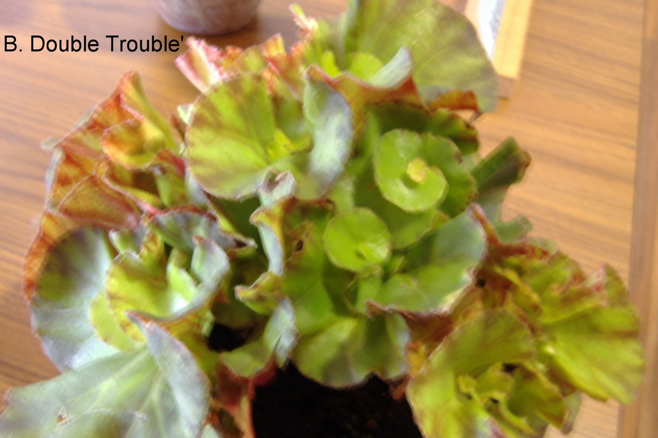B. ‘Double Trouble’